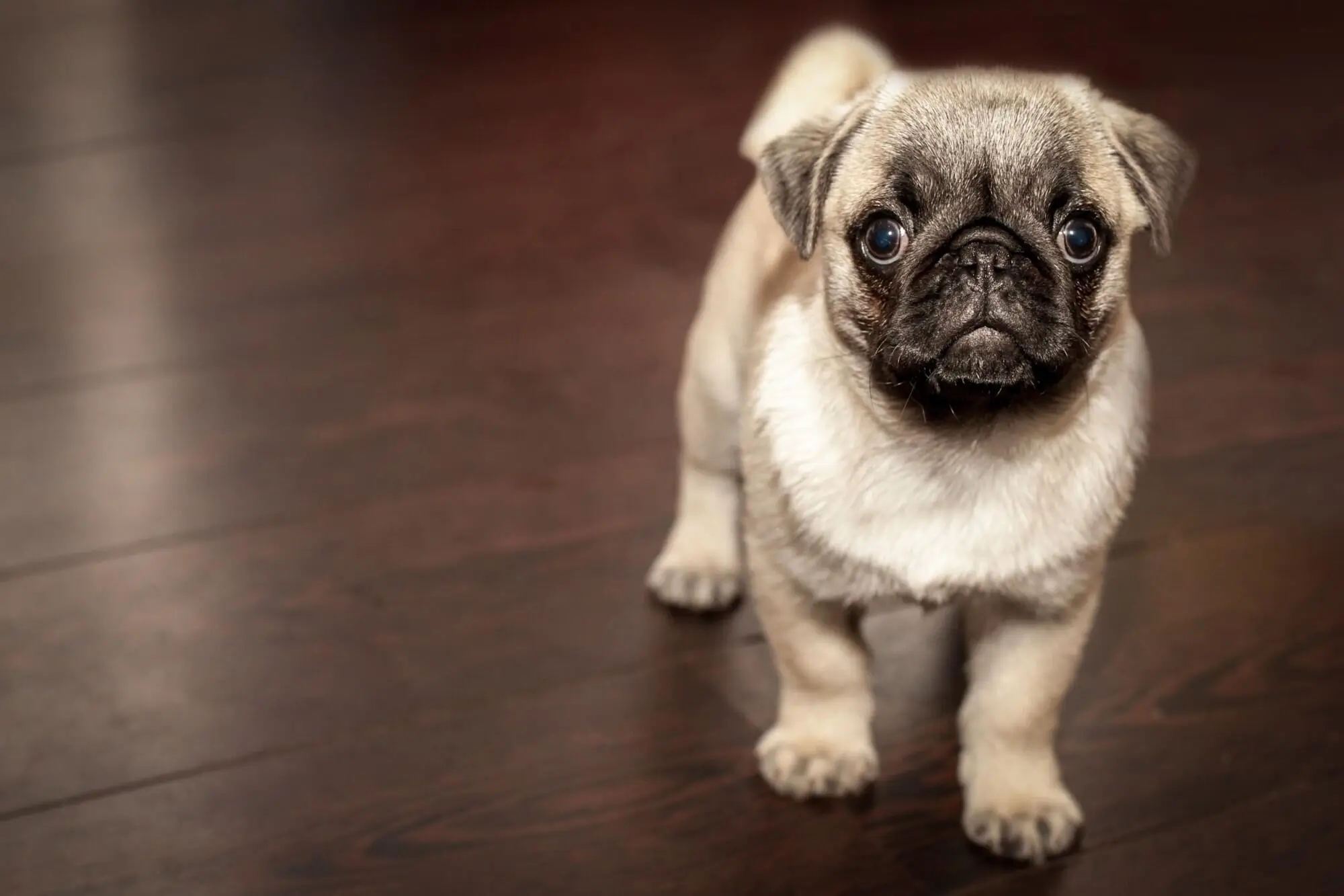 Pros and Cons of Allowing Pets in Your Monmouth County Rental Property